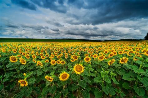 Sunflower Landscape stock image. Image of field, flower - 119892609