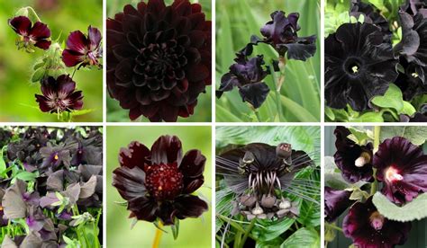 The 15 Best Black Flowers for Gardens and Bouquets