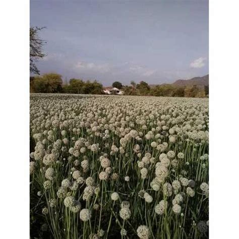 Organic Red Onion Seed, Pack Size: 500g-5kg at Rs 100/kilogram in Vijaynagar | ID: 19982706688