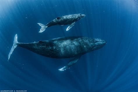 Humpback Whale Annual Migration - Maui Whale Watching Tours