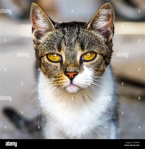 Cat with amber eyes Stock Photo - Alamy