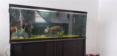 100 gallon cichlid tank : r/Cichlid