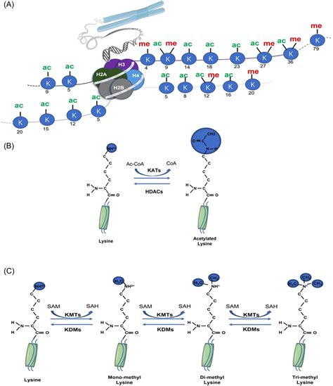 Schematic of histone acetylation and the methylation modification ...