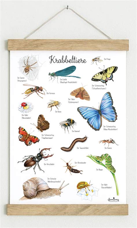 Crawling Animals Poster DINA3 Unframed Learning Poster Insects | Etsy