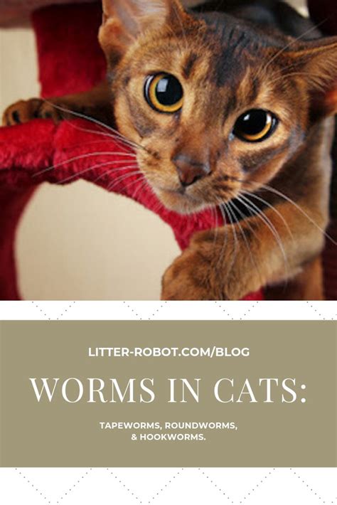 hookworms in cats pictures - Pivotal E-Zine Portrait Gallery