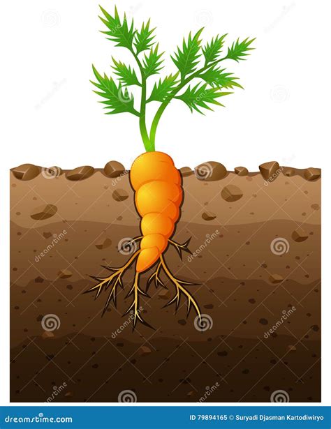 Carrot Plant Growth Stages Infographic Elements. Growing Process Of Carrot From Seeds, Sprout To ...