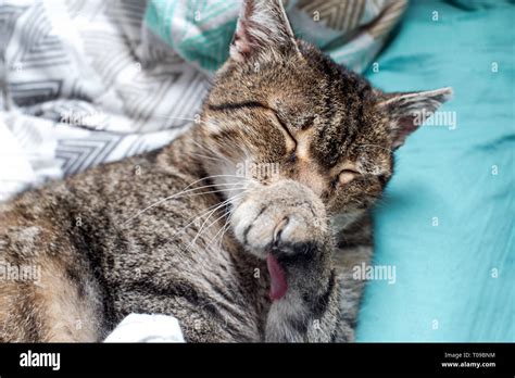 funny cat is sleeping in bed Stock Photo - Alamy