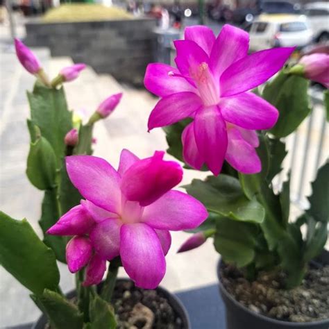 Pink Christmas Cactus - Plantzone