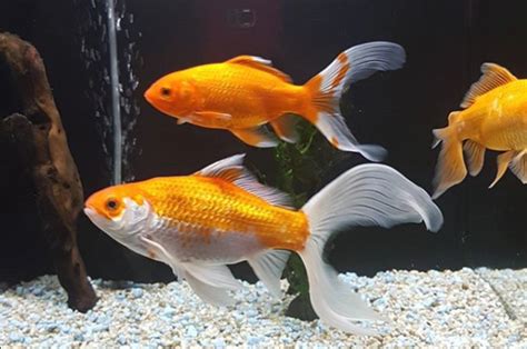 Comet Goldfish - Comet Goldfish Care and info