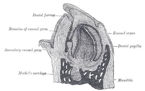 Dental papilla - Alchetron, The Free Social Encyclopedia