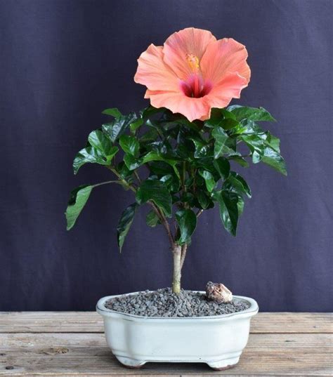 Flowering Peach Tropical Hibiscus Bonsai Tree (rosa sinsensis)