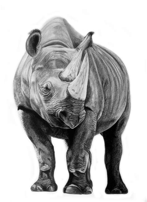 Rhino drawing, charcoal drawing, pencil drawing - agrohort.ipb.ac.id