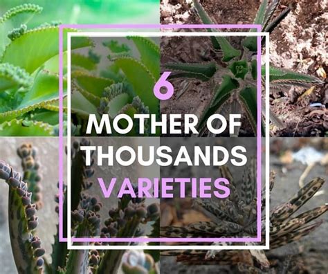 6 Peculiar Mother of Thousands Varieties [With Pictures] | Succulent Alley