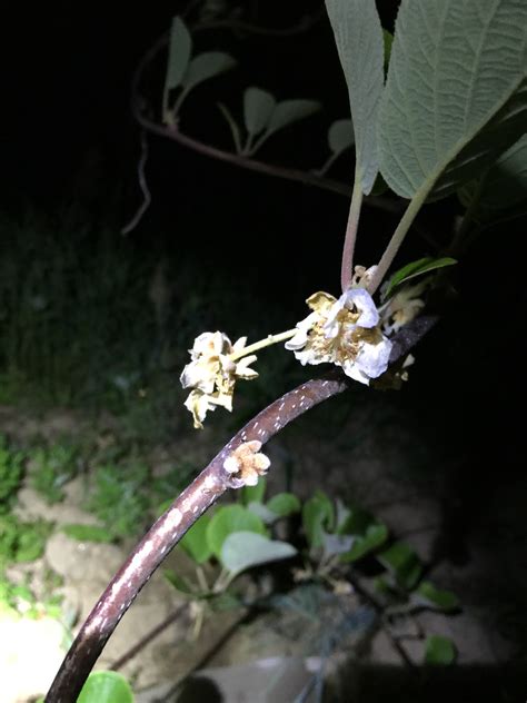 Kiwi flowers - General Fruit Growing - Growing Fruit