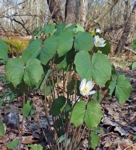 Twinleaf, Jeffersonia diphylla – Wisconsin Horticulture