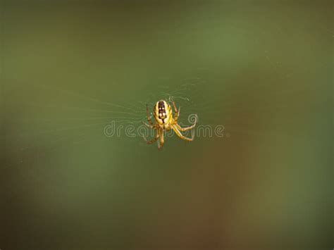 Little Yellow Spider with Web Stock Photo - Image of circle, little ...