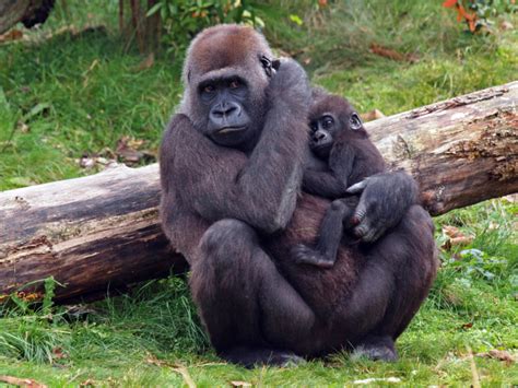 20 Adorable baby gorillas you'll wish you could adopt