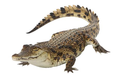 Nile Crocodile Facts (Crocodylus niloticus)