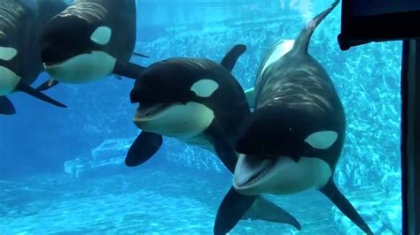 Orcas in Captivity - YouTube