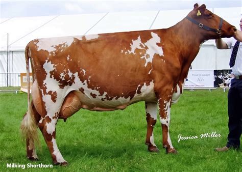 Milking Shorthorn | Dairy cows, Cattle, Cow