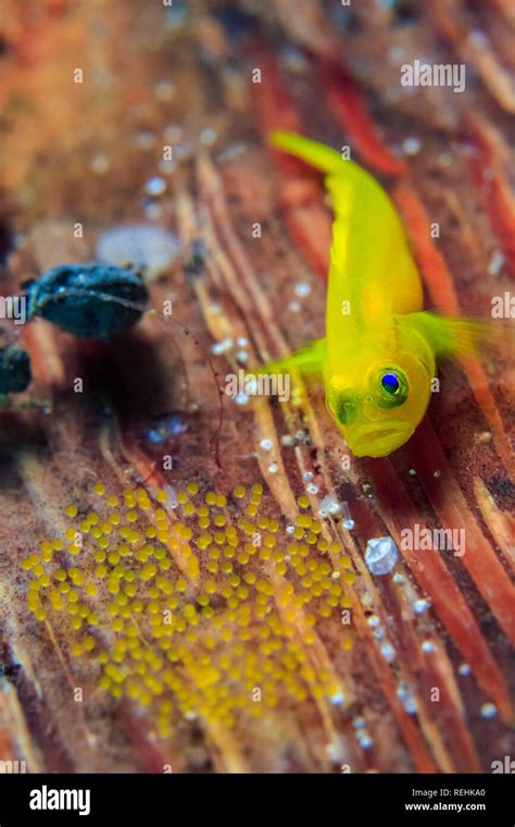 Yellow Clown Goby Eggs | Page 2 | REEF2REEF Saltwater and Reef Aquarium Forum