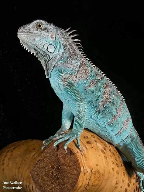 Blue Iguana | Reptiles pet, Pet birds, Iguana