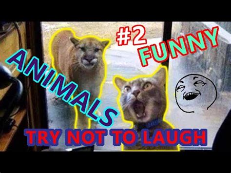 Funny animals TRY NOT TO LAUGH compilation #2 - YouTube