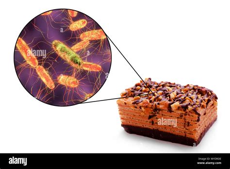 Food poisoning caused by bacteria Cut Out Stock Images & Pictures - Alamy