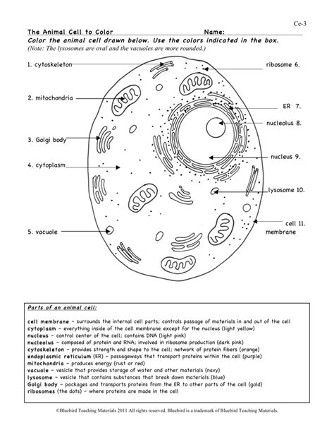 Animal Cell Worksheet Answers — db-excel.com