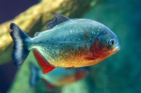 Premium Photo | Piranha fish close up underwater