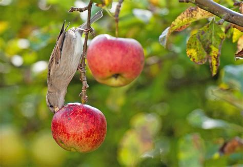 How to Keep Birds Away From Fruit Trees * Big Blog of Gardening