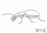 beetle coloring Page 1  Learn About Nature sketch template