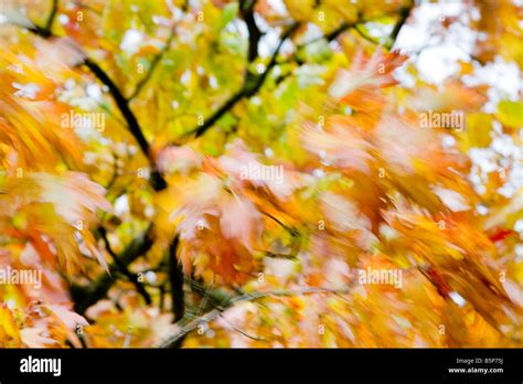 A Maple tree with autumn foliage blowing in a strong wind Stock Photo: 20772238 - Alamy