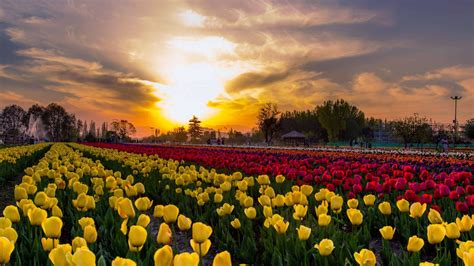 Kashmir Tulip Festival 2024 - Date, History, Ticket Price, Major ...