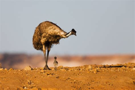 Emu Dads Raise the Young—Which May Not Even Be Their Offspring - Atlas ...