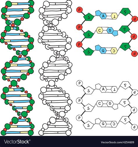 Dna - helix molecule model Royalty Free Vector Image