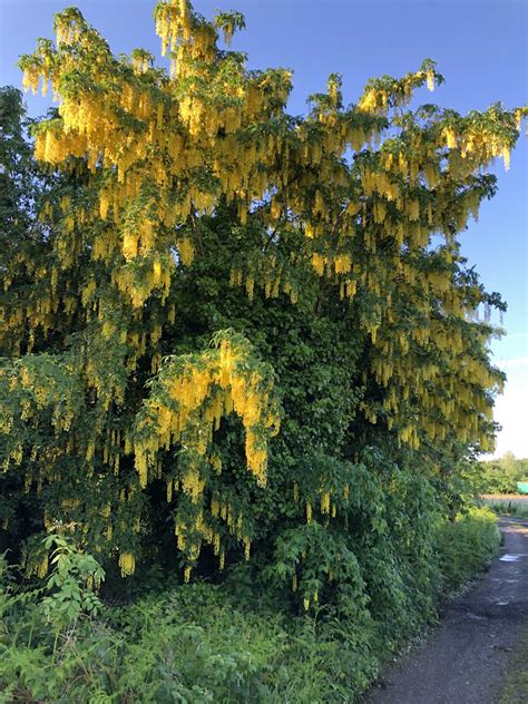 Laburnum Poisoning laburnum is another poisonous beauty