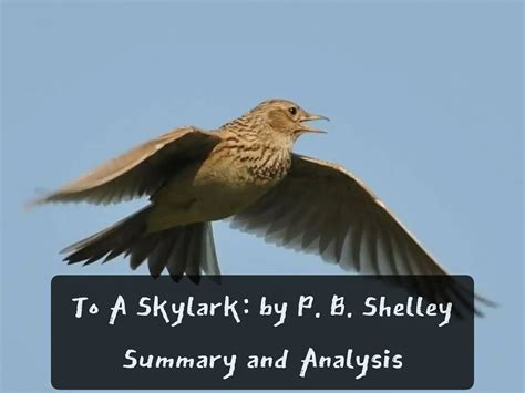 To A Skylark: Poem by P. B. Shelley - Summary & Analysis