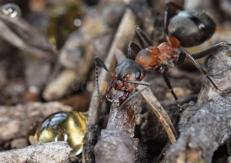 Big Red Forest Ant in Natural Habitat Stock Image - Image of natural, animal: 179532189