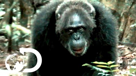 WATCH - Most Brutal Chimpanzee Society Ever Discovered | Rise of the Warrior Apes - VIDEO ...