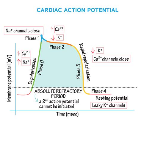 Physiology Glossary: Cardiac Muscle Action Potential | Physiology ...