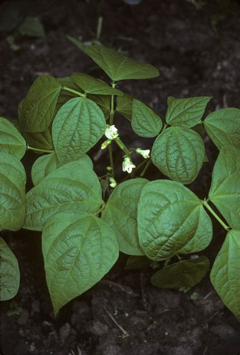 Phaseolus vulgaris (Fabaceae) image 6574 at PhytoImages.siu.edu