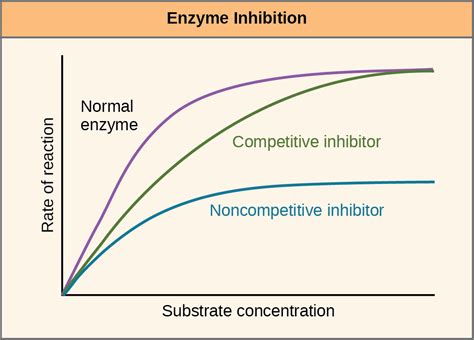 Enzymes | OpenStax Biology 2e