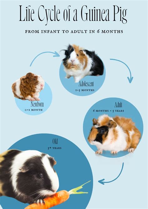 Guinea Pig Lifespan And Life Stages, 50% OFF