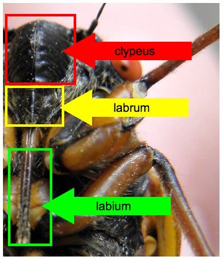 Cicada Alphabet: L | Cicada Mania