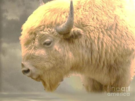 The Great White Buffalo Photograph by Marylyn Wiedmaier