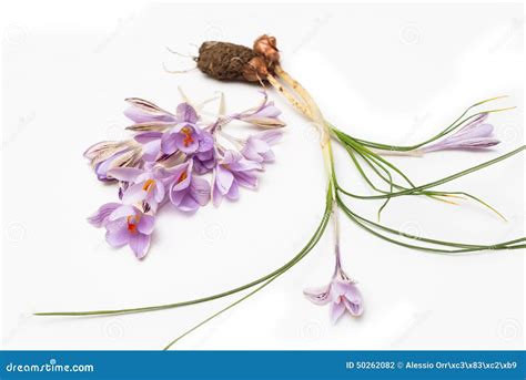 Saffron flowers stock photo. Image of market, plant, fresh - 50262082