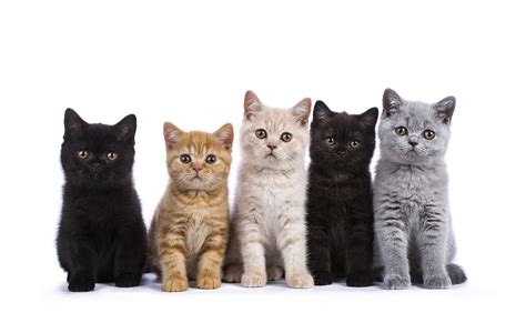 Ready to pick out a kitten? Here's how to get the perfect one for you ...