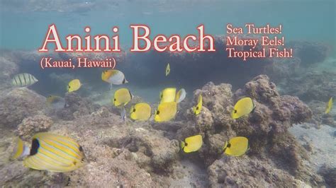 Snorkeling (w/ FISH I.D.) - Anini BEACH!!! (Kauai, Hawaii) - YouTube