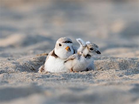 Piping Plover Nesting (Location, Eggs + Behavior) | Birdfact